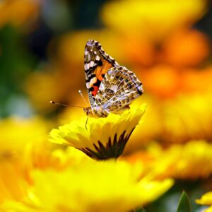 California Butterfly on Yellow Flower