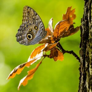 California Butterfly on Autumn Leaf