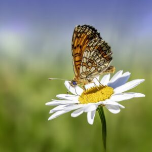 California Butterfly on White Daisy